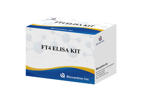 FT4 Elisa Test Kit Free Thyroxine Blood Test Serum Specimen