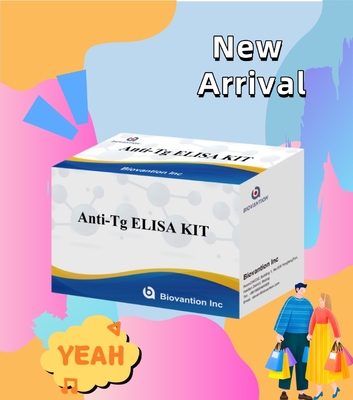Elisa Diagnostic Kit For Human Antithyroglobulin Antibodies Anti-Tg For Hospital And Lab