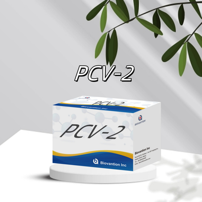 WB/S/P PCV-2 ELISA test for animal antibody veterinary Reagents