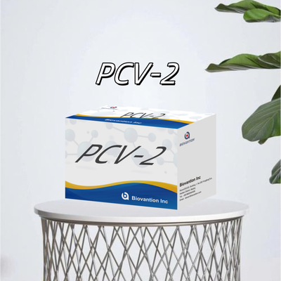 WB/S/P PCV-2 ELISA test for animal antibody veterinary Reagents