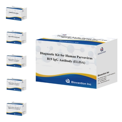 Human Use Diagnostic Kit For Human Parvovirus B19 IgM Antibody Elisa Test Kit With 96T