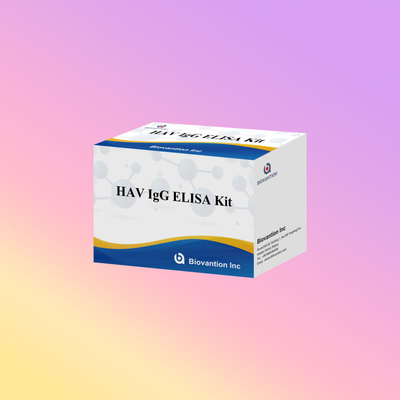High Sensitivity HAV IgG ELISA Kit Accurate Hepatitis A Virus Detection Reliable CE Certified For Clinical And Research Use