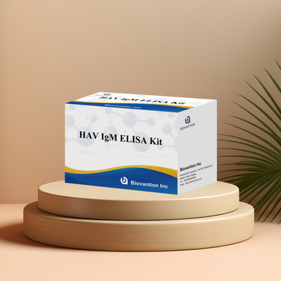 HAV IgM ELISA Kit High Sensitivity Hepatitis A Virus Detection Reliable Accurate Diagnostic Test For Clinical Laboratories