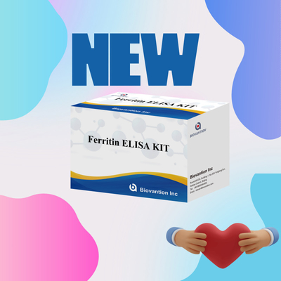 Biovantion High Sensitivity Ferritin Elisa Test Kit Quantitative Detection For Clinical Diagnostics And Research Use Human Serum Plasma Samples