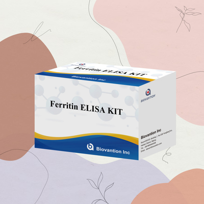 Biovantion High Sensitivity Ferritin Elisa Test Kit Quantitative Detection For Clinical Diagnostics And Research Use Human Serum Plasma Samples