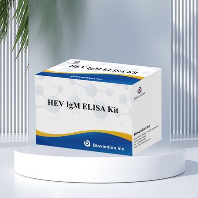 High Sensitivity HEV IgM Elisa Test Kit with 96T Size and 2-3 Hours Assay Time for Accurate Diagnosis